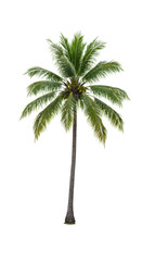 Obraz premium A majestic mature coconut palm tree with a curved natural brown trunk and vibrant green fronds, multiple coconuts, on a transparent background with high-key studio lighting, clean cutout effect,