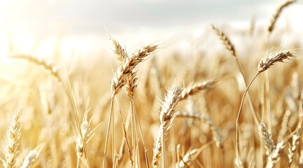 Obraz premium Golden Wheat Field Under Sunlight