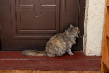 Tabby cat sitting by brown door. Cat sits near a brown door with red threshold and floral...