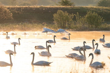 A flock of wild swans playing in the water at sunset. A large flock of swans swims in warm-toned...