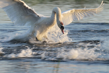 A wild swan spreads its wings on the water. A white wild swan spreads its wings on the surface of...