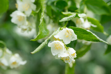 Close-up of jasmine inflorescence with dew drops. A close-up of a white jasmine flower inflorescence with raindrops and dew on the petals