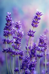 field of lavender. Selective focus.