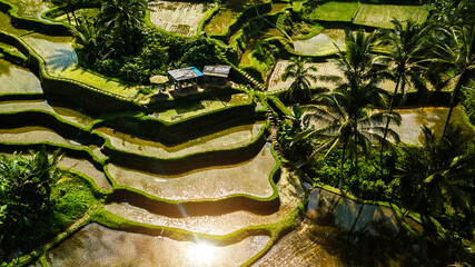 Scenic aerial view of Tegalalang rice terraces in Bali, Indonesia. Famous tourist destination known for its lush green fields and traditional farming landscape. Travel and tourism concept.
