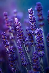 field of lavender. Selective focus.
