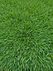 Fresh green grass background. Long fresh green grass texture background. Young green grass. lawn. Grass field ideal concept, green flooring. Natural carpet