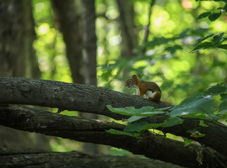 Red squirrel on tree branch in forest