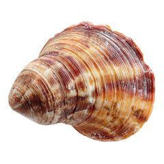 Obraz premium Detailed Close-up of a Striped Seashell with Orange and Brown Hues on Black Background conch marine life, Isolated On White, Png Transparent, Cut Out