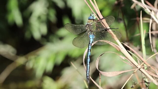 Emperor Dragonfly (Anax imperator) perched on a twig. macro in natural environment.
