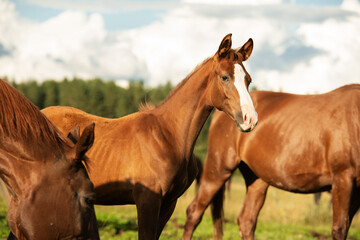 Fototapeta premium portrait of sportive chestnut foal grazing at pasture in herd. sunny summer evening