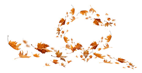 leaf leaves isolated autumn winter season background falling fall platanus tree wid air w