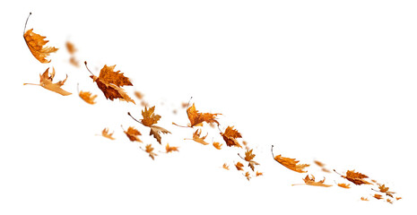 leaf leaves autumn background transparent