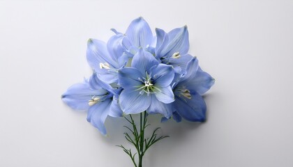 minimalist delphinium blossom white background