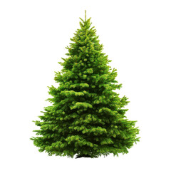 Fototapeta premium Full Evergreen Christmas Tree with Lush Green Branches on Black Background pine spruce, Isolated On White, Png Transparent, Cut Out