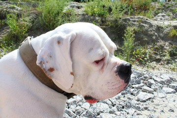american staffordshire terrier puppy