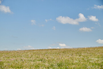 Vast open meadow covered with wildflowers under a bright blue sky with scattered fluffy white clouds on a sunny day