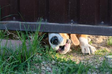 Dog growling under metal gate with paw and snout visible in sunlight. Beagle growling beneath...