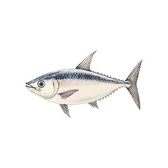 bonito fish hand drawn illustration
