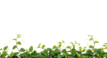 Obraz premium Pristine vibrant green creeper vine, with tendrils and distinct venation, arranged horizontally on a transparent background, studio flat lay, concept of organic purity and growth