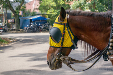 Naklejka premium Close-up of a horse's head with bridle and eye mask. Urban animal transportation concept. Great for travel and street scenes.
