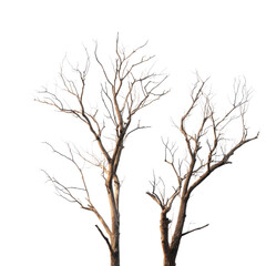 Obraz premium Two Bare Winter Trees with Delicate Branches Against a Black Background dead, Isolated On White, Png Transparent, Cut Out