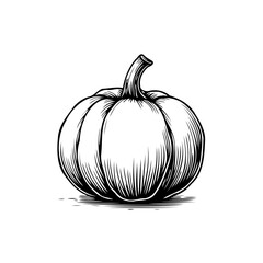 Delicate line drawing of an isolated pumpkin showcasing intricate hatching and artistic shading