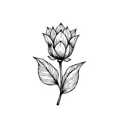 Detailed botanical drawing of a blooming flower with intricate leaf venation isolated on white