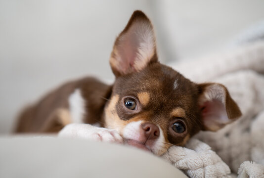 Small chihuahua puppy lying down and resting on a soft blanket, enjoying a moment of peace and comfort