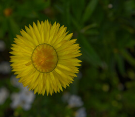 gelbe Garten-Strohblume