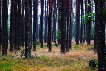 Vast Pine Forest under Summer Sunny Sky