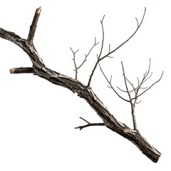 Fototapeta premium Gnarled textured tree branch with delicate twigs and moss against a dark backdrop transparent background