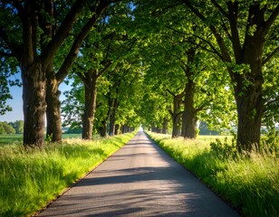 Fototapeta premium Sunny road lined with lush trees leading into a distant horizon