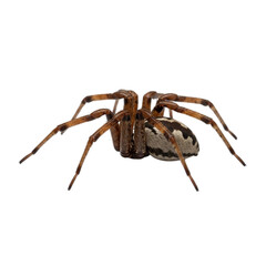 Detailed close-up macro shot of a garden spider with intricate patterns on its body and legs transparent background