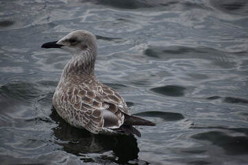 Close-up of herring gull swimming in seawater