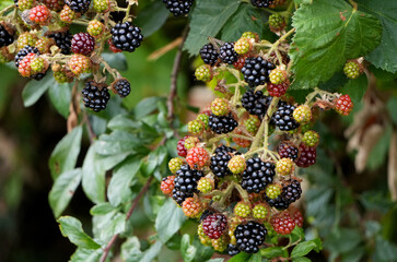 fresh blackberries (rubus fruticosus) ripen on a bush with green leaves
