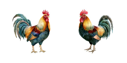 rooster watercolor vector illustration