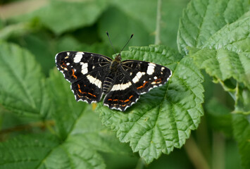 a map butterfly (araschnia levana) rests with open wings on a green leaf