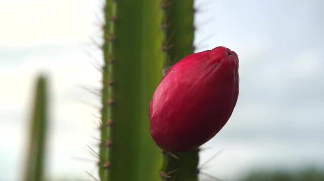 Red cactus fruit on the tree, Jamacaru species.