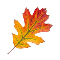 Obraz premium Vibrant autumn oak leaf detailed close-up with rich red yellow orange colors isolated transparent background