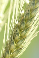 Green wheat spikes on color background, closeup