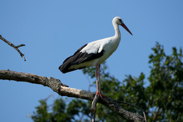 a white stork (ciconia ciconia) perched on a dry branch under a clear blue sky