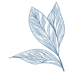 Botanical blue wedding flower on white background. Hand drawn floral, flower and leaf branch in toile de jouy style. Line art for wedding, monogram, invitation, greeting, logo, birthday cards