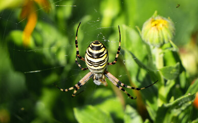 a front view of a wasp spider (argiope bruennichi) in its web with green leaves in the background