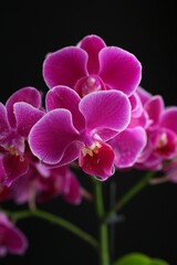 Beautiful orchid flower with water drops on black background, closeup