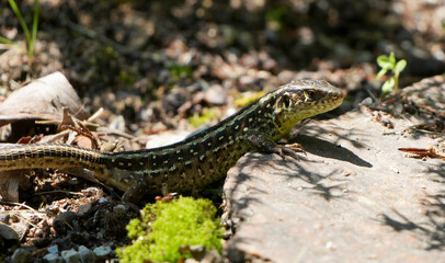 a european sand lizard (lacerta agilis) sits on a stone in the forest on a sunny day