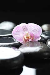 Beautiful orchid flower with water drops on spa stones against black background, closeup