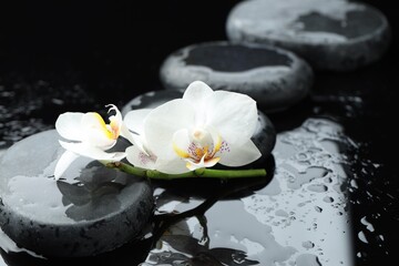 Beautiful orchid flowers and pebble stones on black background with water drops, closeup