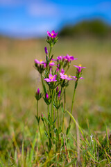 Centaurium (centaury) is a genus in the gentian family (Gentianaceae), tribe Chironieae. Macro close-up of tiny pink flowers with bright yellow stamens against blurred background on Norderney island.