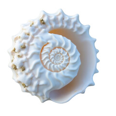 Obraz premium Sea shell with transparent background PNG and JPEG image