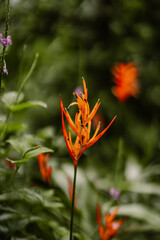 Obraz premium Close-up of orange heliconia flower with green blurred background